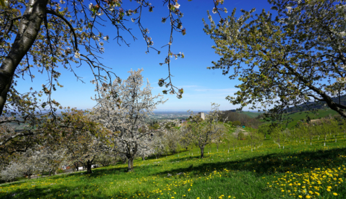Streuobstwiesen zu verpachten