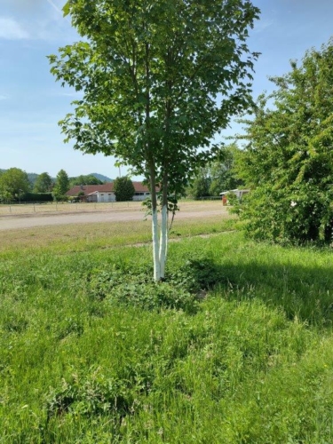 Baumanstrich zum Schutz junger Bäume