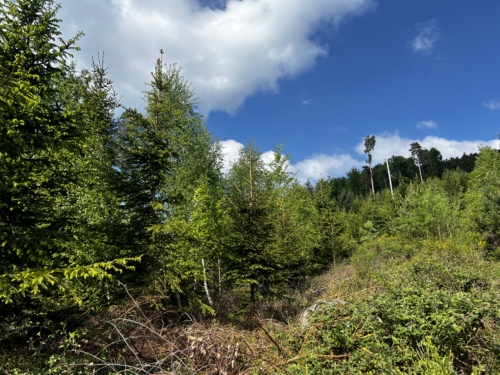 Der Laufer Wald wird umgebaut: Mehr Baumartenvielfalt ist das Ziel