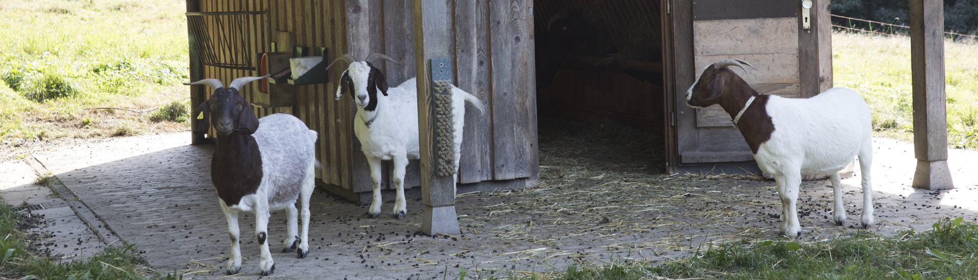 Foto: Ziegen vor einer Hütte am Ziegenpfad